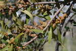 Wax myrtle